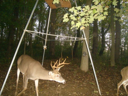 Eight point buck