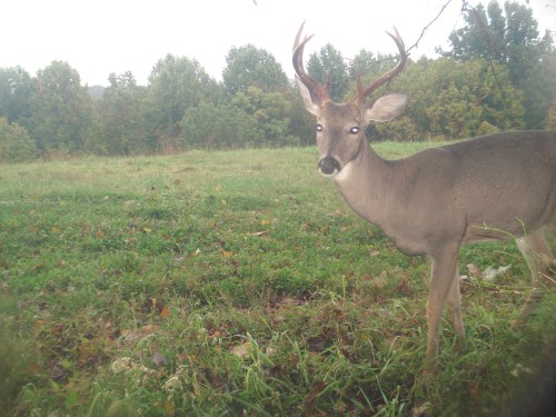 Buck with odd antlers