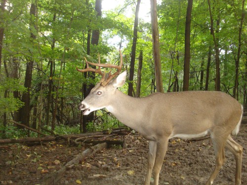 Seven point buck