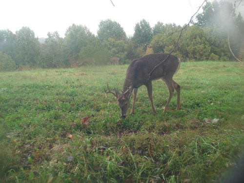 Sticker point buck