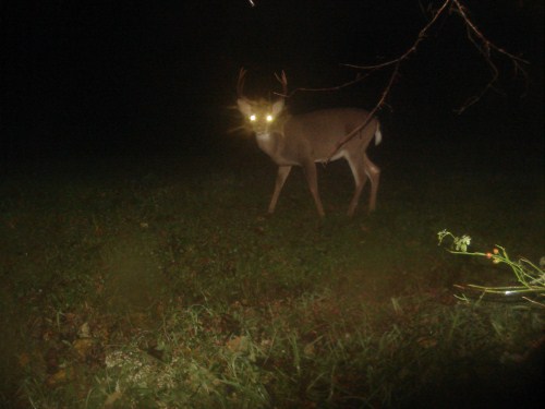 Whitetail buck