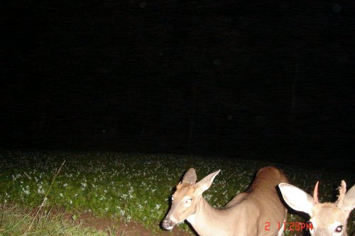 spike shedding velvet