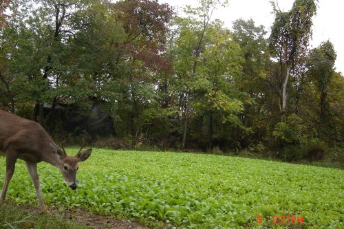 Young whitetail buck