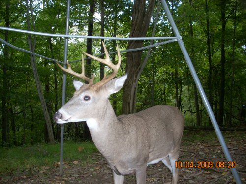 Buck with bent antler tine