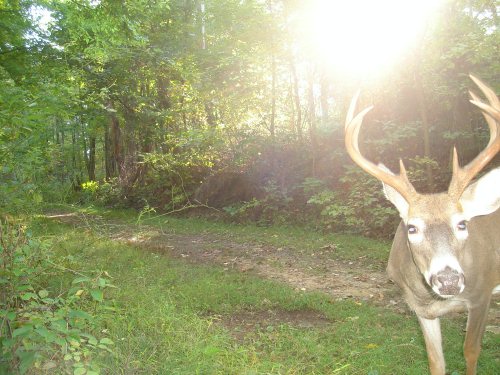 Eight point buck