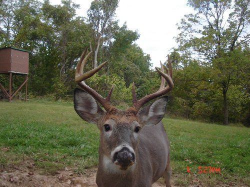 Nine point buck