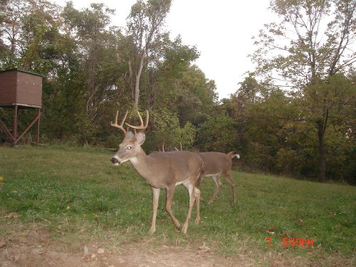 Tall racked eight point buck