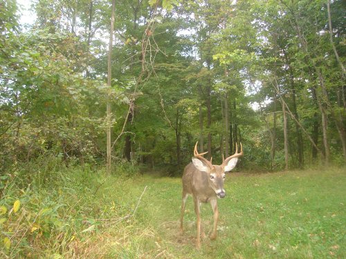 Wide rack eight point buck