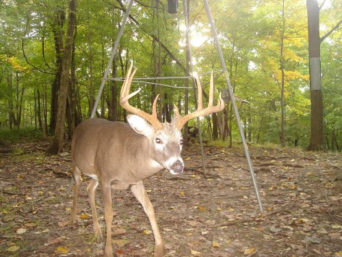 Ten Point Buck