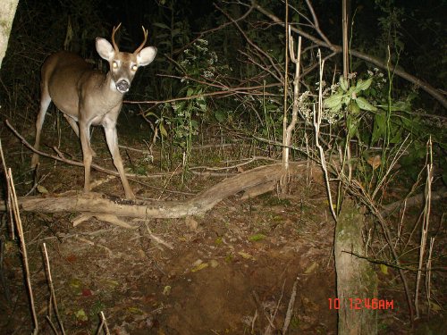 4 Point Buck