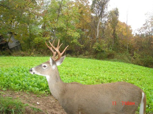 Eight point buck