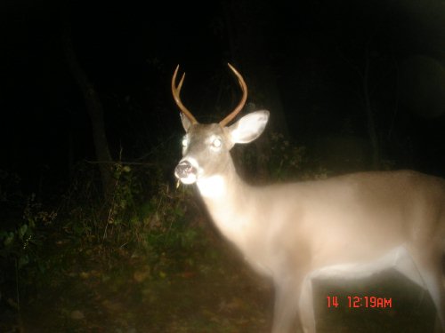 Four point buck