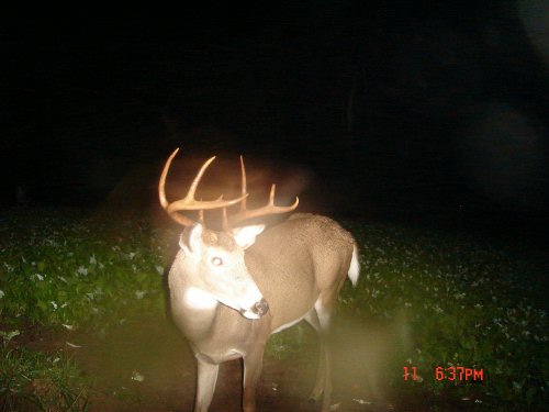 Nine point buck