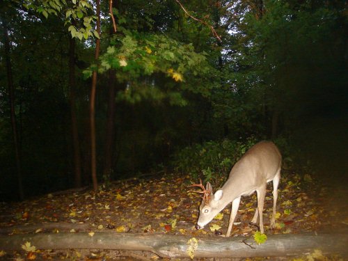 Seven point buck