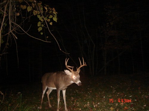 9 point buck