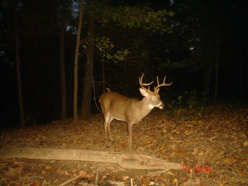 Big eight point buck