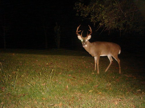 Big nine point buck