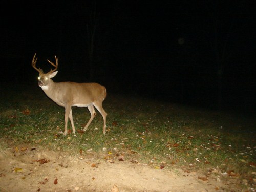 Big whitetail buck