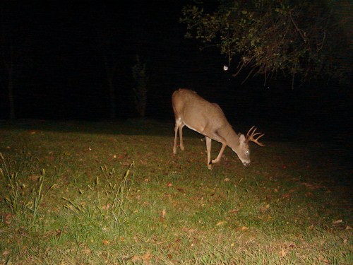 Eight point buck