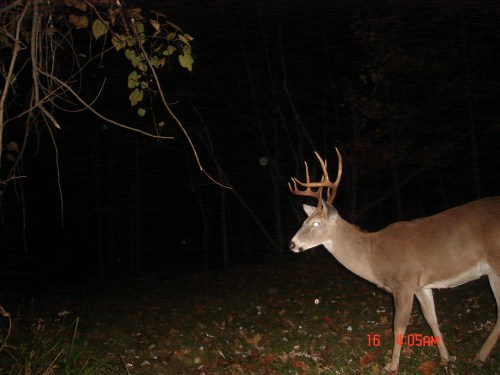 Nine point buck