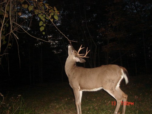 Small eight point buck