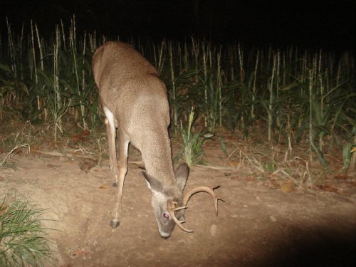 Narrow seven point buck