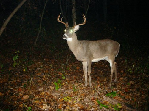 Nine point buck