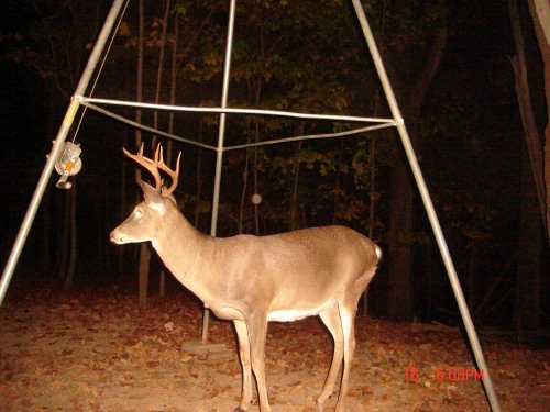 Tall seven point buck