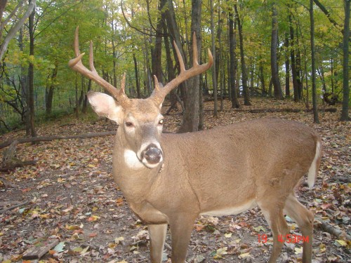 Big eight point buck