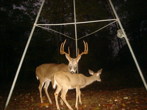 Big ten point buck