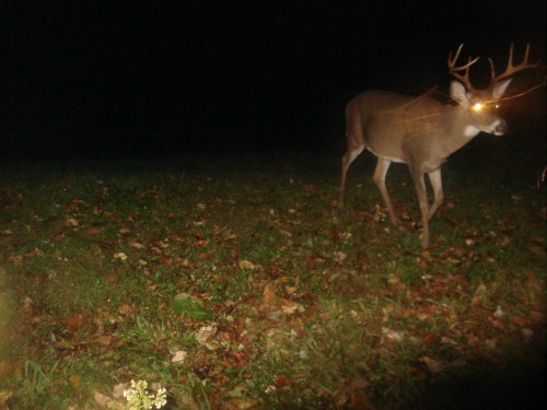 Eight point buck