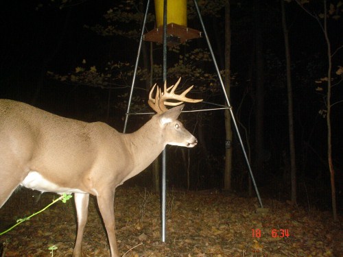 Nine point buck