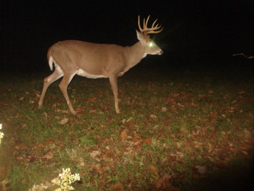 Nine point buck