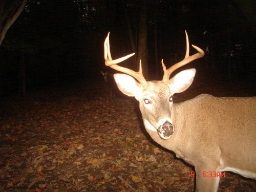 Seven point buck