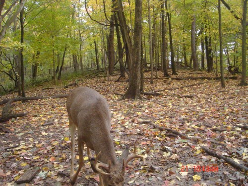 Small eight point buck