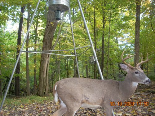 Eight point with a bent antler tine