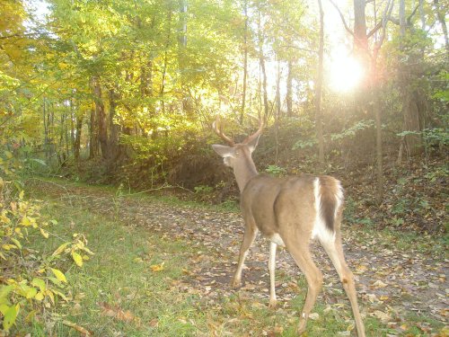 Eight point buck at a scrape