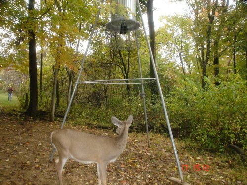 A Friendly Buck