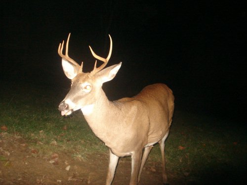 Seven point buck