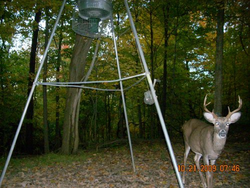 Small eight point buck