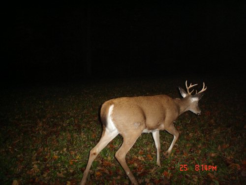 Seven point buck