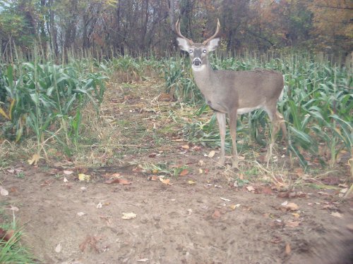 Tall seven point buck