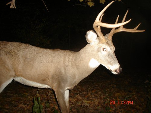 Shed Anlter Buck