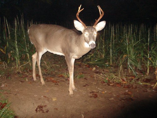 Seven point buck