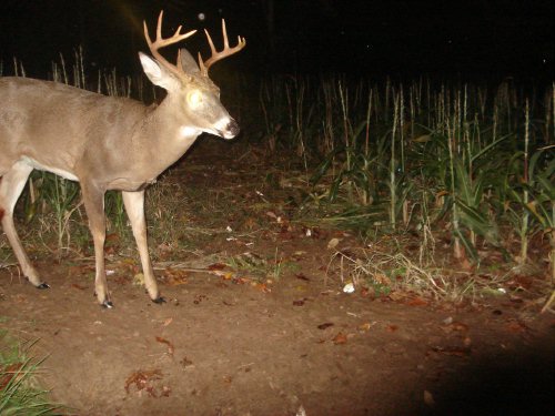 Ten point buck