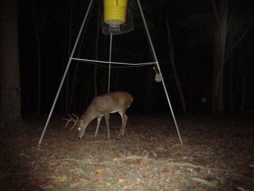 Big eight point buck