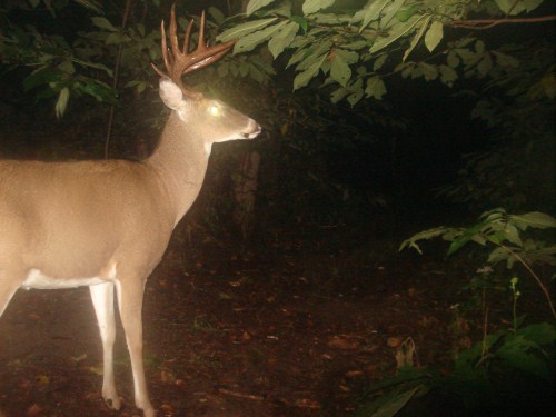 big nine point buck