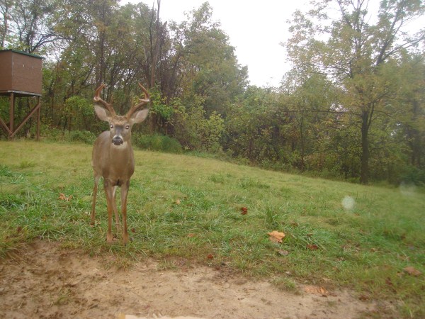 Eight point buck