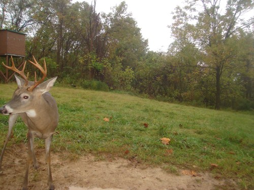 Eight point buck