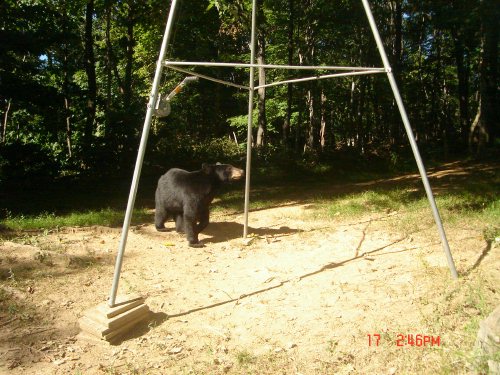 Black Bear at the oldhouse feeder